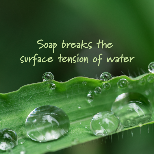 Soap breaks the surface tension of water