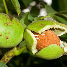 Tree Nut Free Skin Care