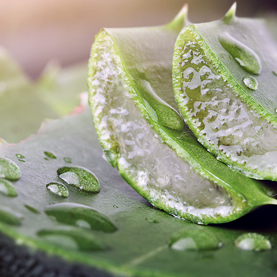 Aloe Vera  Chagrin Valley Soap & Salve