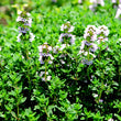 Natural Organic Thyme Skin Care