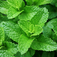 Spearmint