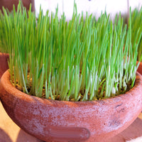 Wheatgrass