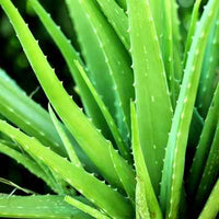 Organic Aloe Vera