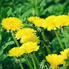 Organic Dandelion