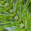 Organic Horsetail