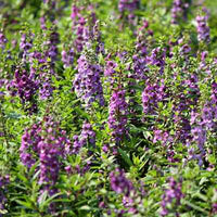 Organic Hyssop