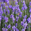 Organic Lavanda