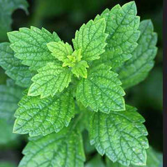 Organic Lemon Balm