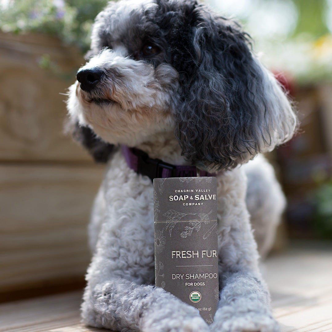 Ivory soap deals for dogs