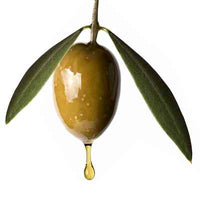 Olive Squalane