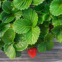 Organic Raspberry Leaf