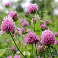 Organic Red Clover