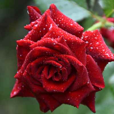 Pink Tea Rose petals, High Quality, Natural, Organic