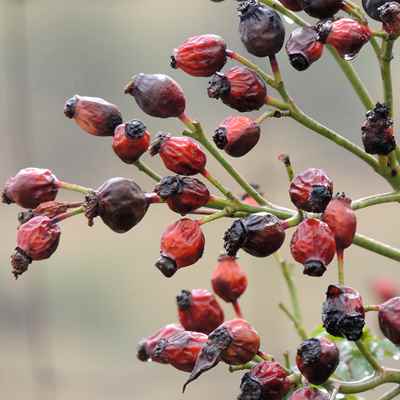 Organic Rose Petals – Chagrin Valley Soap & Salve
