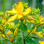 Organic Saint Johns Wort