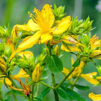 Organic Saint John's Wort