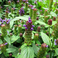 Organic Self Heal