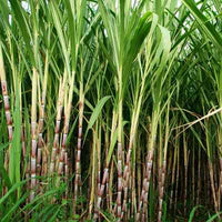 Organic Cane Ethanol (Fair Trade)