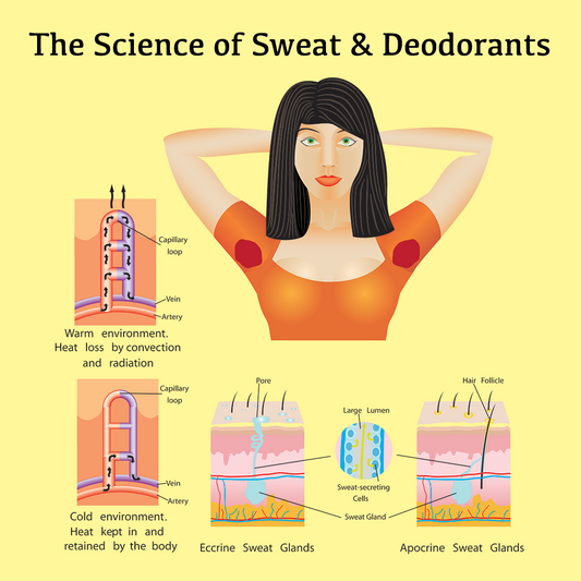 The Science of Sweat & Deodorants & Antiperspirants