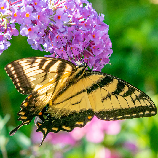 Endangered pollinators contribute to clean air