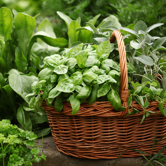 Basket of Garden Herbs for Natural Herbal Skin Care