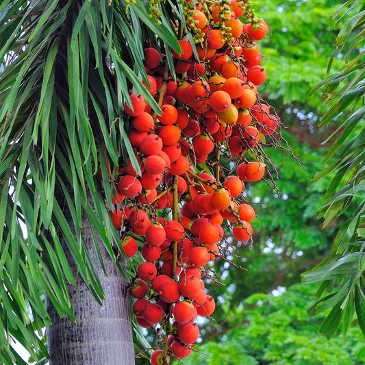 Will A Palm Oil Boycott Help Protect Our Rainforests?