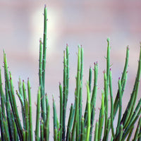 Vegan Candelilla Wax