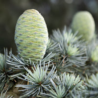 Cedarwood Essential Oil