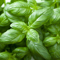 Basil Essential Oil