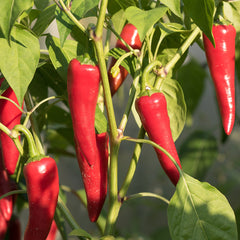 Cayenne Pepper Muscle Relief