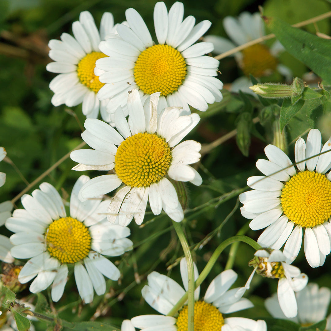 Chamomile – Chagrin Valley Soap & Salve