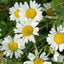 Organic Chamomile