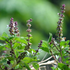 Tulsi or Holy Basil Great Hair Care Herb