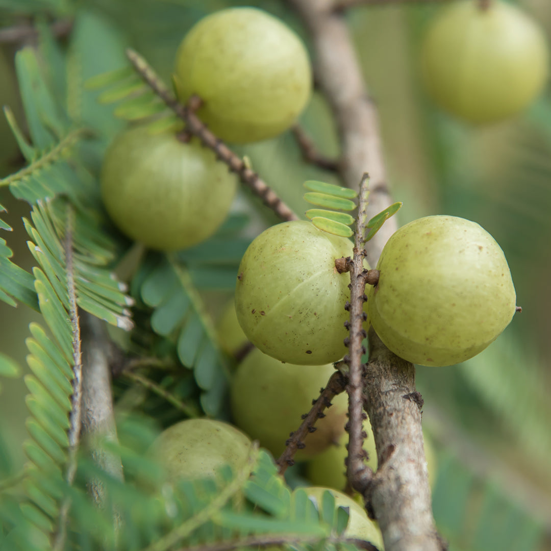 Amla – Chagrin Valley Soap & Salve