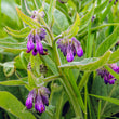 Organic Natural Comfrey Skin Care Ingredient