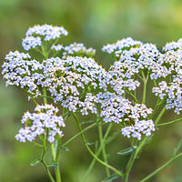 Natural Organic Yarrow Hair Care