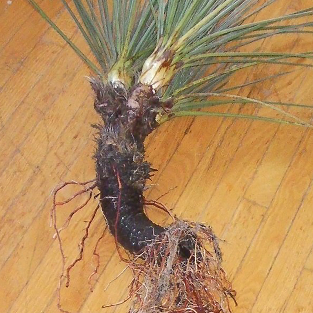 Yucca Extract Yucca Root Benefits