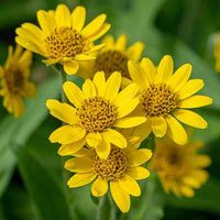 Organic Arnica