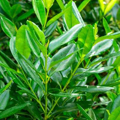Bay, West Indian Essential Oil