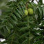 Organic Schwarzes Walnussblatt