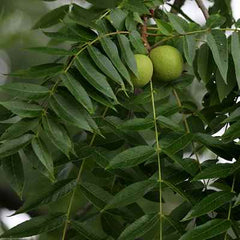 Organic Black Walnut Leaf