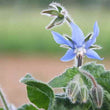 Organic Borage