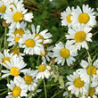 Organic Chamomile