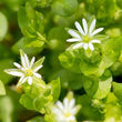 Organic Chickweed