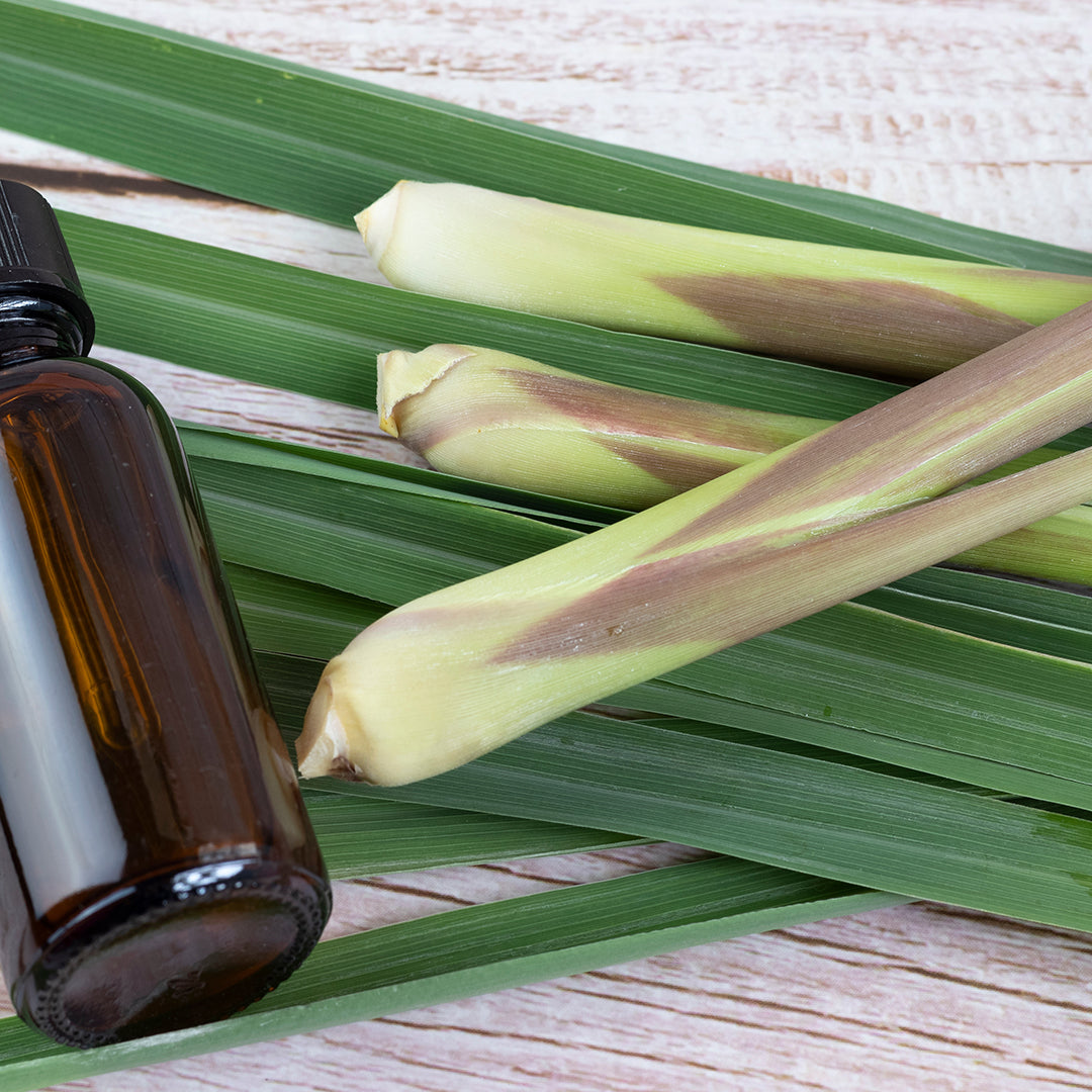 Organic Citronella Essential Oil, Packaging Size : All at Rs 900 in Organic Citronella Essential Oil, Packaging Size : All at Rs 900 in