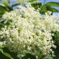 Organic Elder Flowers