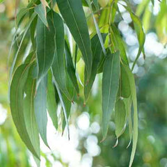 Organic Eucalyptus
