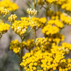 Organic Helichrysum