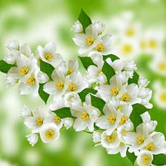 Organic Jasmine