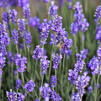 Organic Lavender